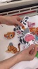 Discover the Animals — Complete Collection